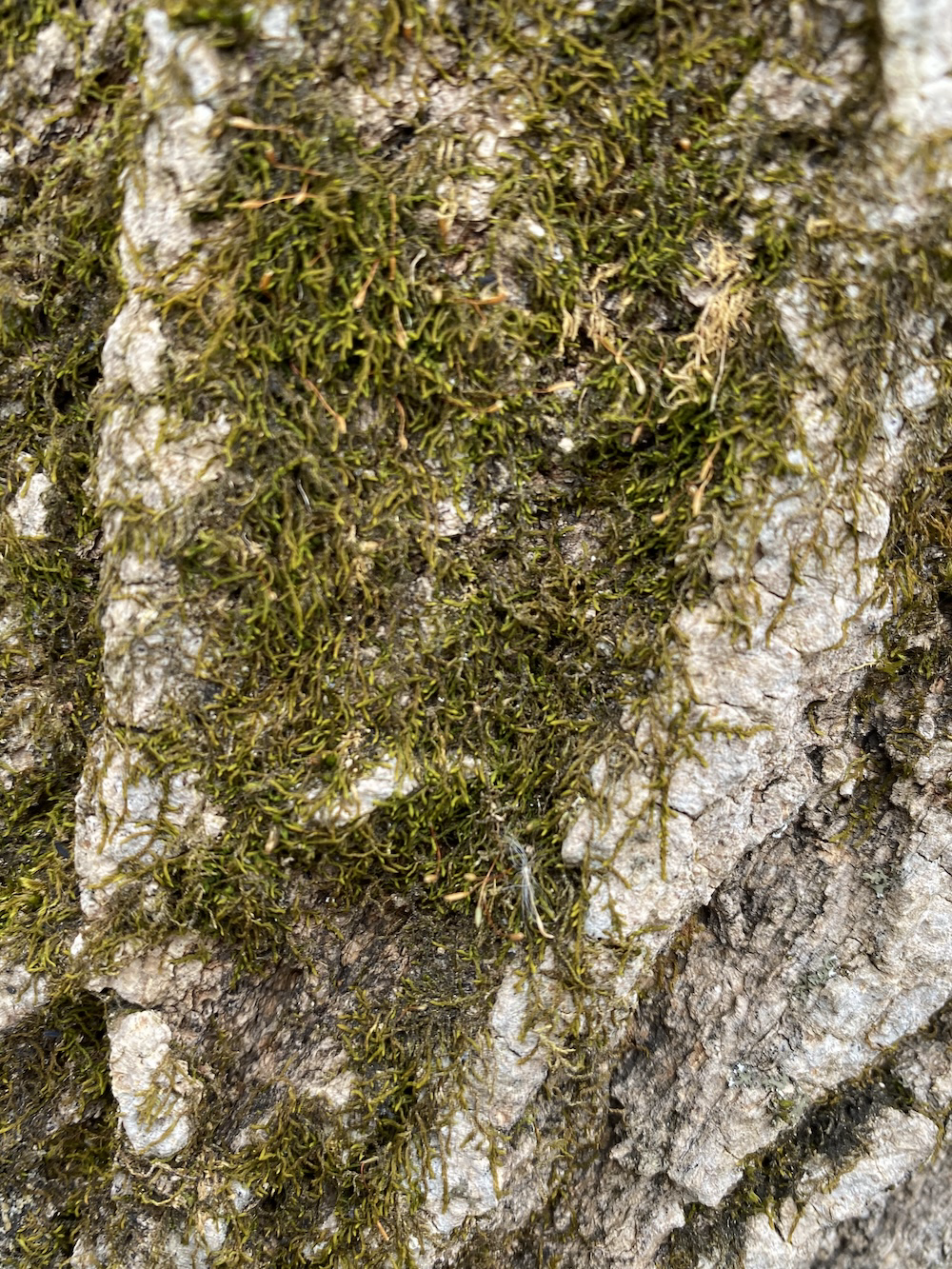 moss on tree